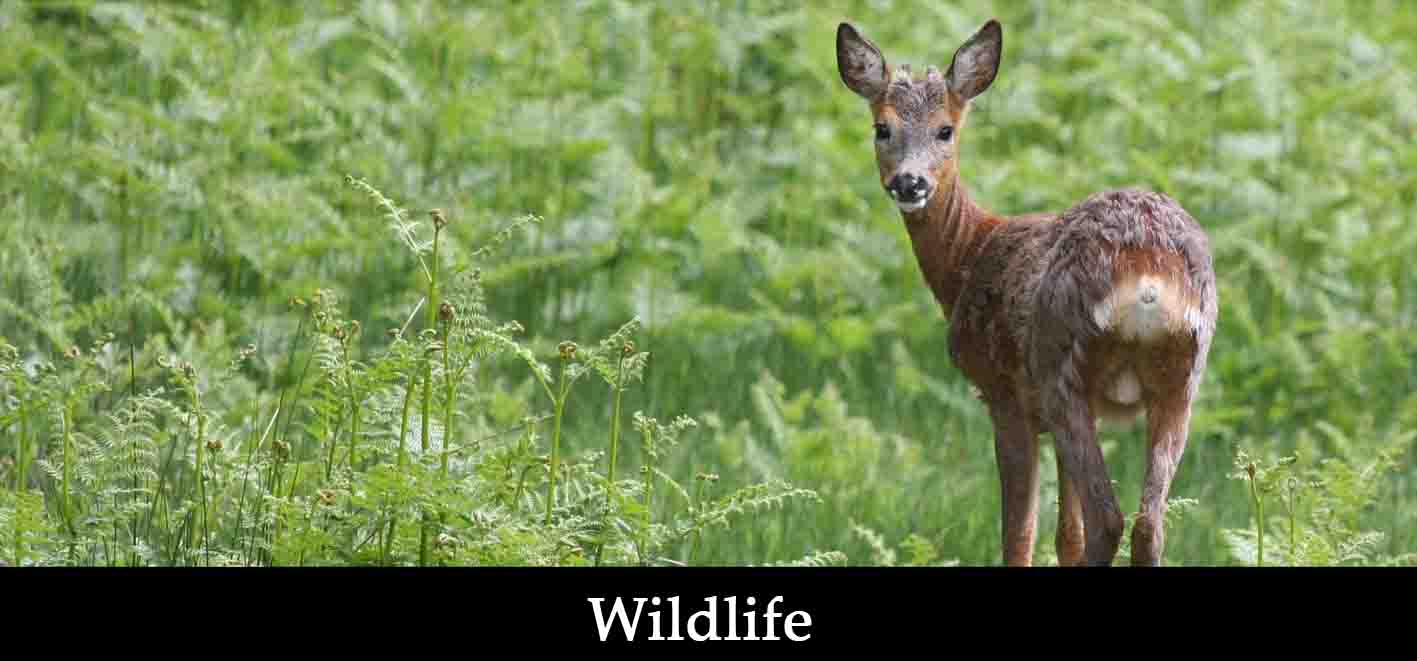 wildlife